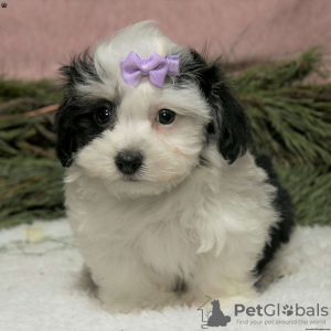 Photo №1. havanese dog - for sale in the city of Дублин | Is free | Announcement № 45059