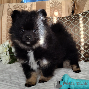 Photo №2 to announcement № 136015 for the sale of pomeranian - buy in Germany 