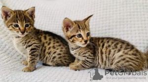 Photo №2 to announcement № 32654 for the sale of savannah cat - buy in Germany private announcement