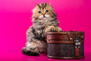 Additional photos: Scottish fold kittens - marble girl