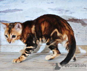 Photo №1. bengal cat - for sale in the city of Eagle | 195$ | Announcement № 7507
