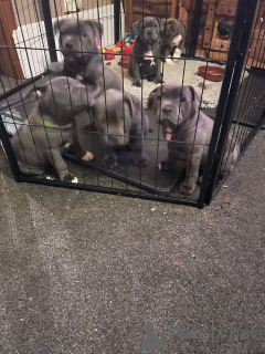 Photo №3. Blaue Staffordshire Bullterrier Welpen. Germany