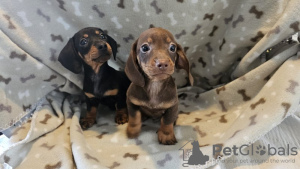 Photo №1. dachshund - for sale in the city of Charlotte | 296$ | Announcement № 112786