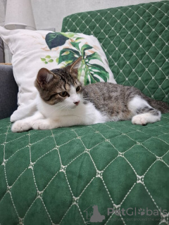 Additional photos: Kitten Timofey is looking for a family.