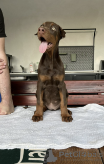 Photo №2 to announcement № 58488 for the sale of dobermann - buy in Serbia breeder