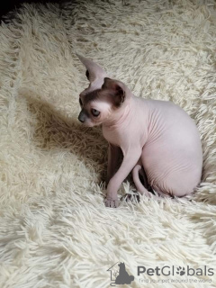 Photo №2 to announcement № 8778 for the sale of sphynx-katze - buy in Russian Federation from nursery, breeder
