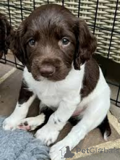 Photo №3. Englische Springer Spaniel Welpen zu verkaufen. Netherlands