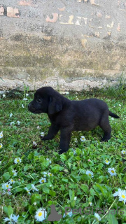 Additional photos: Labrador retrievers