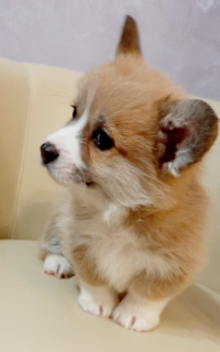 Photo №1. welsh corgi - for sale in the city of Melitopol | 1000$ | Announcement № 5695