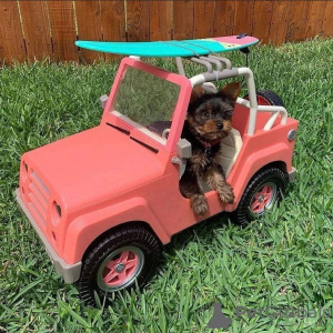 Additional photos: Adorable Yorkie puppies for sale