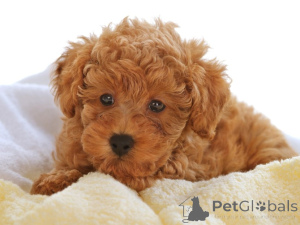 Photo №3. Toy poodle puppies boys and girls with pedigree. Belarus