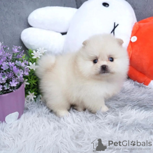 Photo №1. pomeranian - for sale in the city of Iisalmi | 423$ | Announcement № 84238