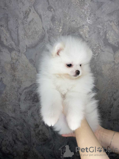 Additional photos: Pomeranian spitz