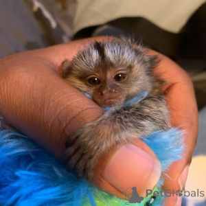 Photo №1.  - for sale in the city of Delaware | negotiated | Announcement № 161494