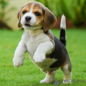 Additional photos: Adorable little beagle puppies for sale