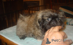 Photo №1. pekingese - for sale in the city of Essen | 581$ | Announcement № 127494