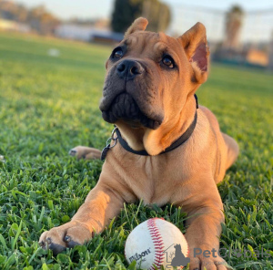 Additional photos: Cane corso puppies