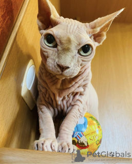Photo №1. sphynx-katze - for sale in the city of Minsk | Is free | Announcement № 30213