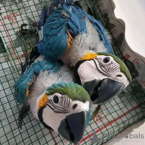 Photo №1.  - for sale in the city of Berlin | Is free | Announcement № 139132