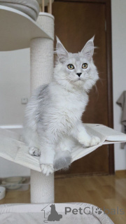 Photo №4. I will sell maine coon in the city of AREL. breeder - price - negotiated