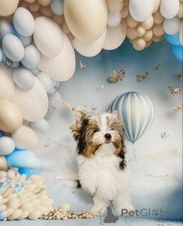 Photo №2 to announcement № 158573 for the sale of beaver yorkshire terrier - buy in Belarus private announcement