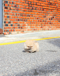 Photo №3. Pomeranian Puppies Ready for Their Forever Homes Males & Females Available. Netherlands