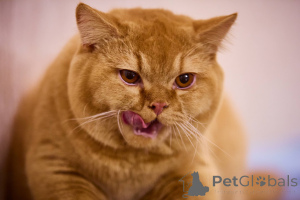 Photo №4. I will sell british shorthair in the city of Amsterdam. breeder - price - negotiated