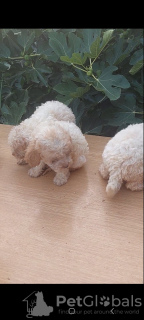 Photo №2 to announcement № 63719 for the sale of poodle (toy) - buy in Serbia 