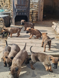 Photo №3. Belgian Shepherd Malinois puppies. Serbia
