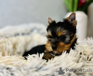 Photo №2 to announcement № 75544 for the sale of yorkshire terrier - buy in Serbia private announcement