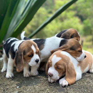 Additional photos: beagle puppies looking