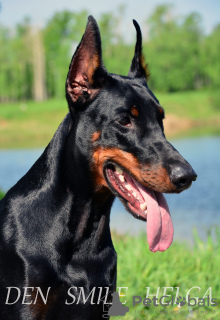 Photo №2 to announcement № 7526 for the sale of dobermann - buy in Russian Federation private announcement, breeder