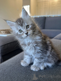 Photo №1. maine coon - for sale in the city of Berlin | negotiated | Announcement № 177806