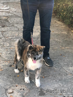 Additional photos: I am selling Japanese Akita puppies