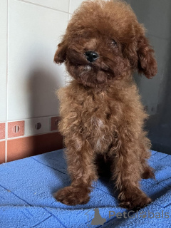 Photo №2 to announcement № 150131 for the sale of poodle (toy) - buy in Ukraine private announcement, from nursery, breeder
