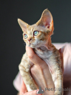 Photo №1. devon rex - for sale in the city of Berlin | negotiated | Announcement № 171388