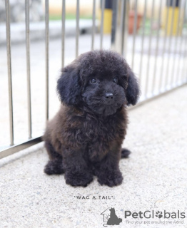 Photo №2 to announcement № 99583 for the sale of poodle (royal) - buy in Germany private announcement, from nursery, from the shelter