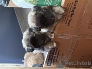 Photo №3. Champion line, documents. United States