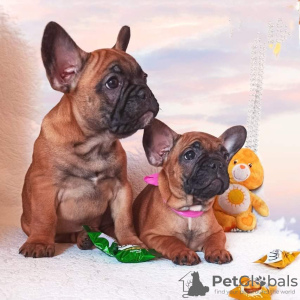 Photo №2 to announcement № 9182 for the sale of french bulldog - buy in Ukraine private announcement, from nursery