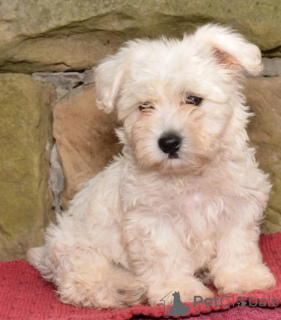 Photo №2 to announcement № 136916 for the sale of havanese dog - buy in Switzerland breeder