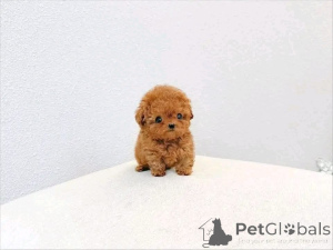 Photo №3.  Poodle Puppy Available for Adoption! . Cyprus