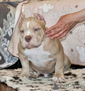 Photo №3. Premium Pocket American Bully Puppies Ready for New Homes!. United States