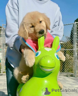 Photo №3. These sweet golden retriever puppies are looking for their forever families!. Switzerland