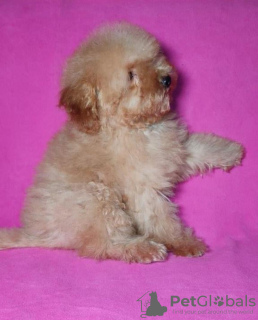 Photo №2 to announcement № 42281 for the sale of poodle (toy) - buy in Belarus private announcement, from nursery, breeder