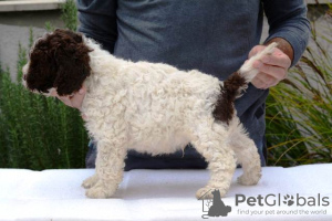 Additional photos: Lagotto Romagnolo, male puppies