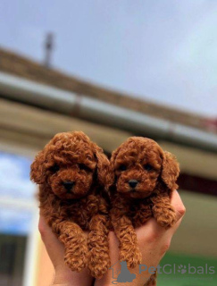 Photo №2 to announcement № 118733 for the sale of poodle (toy) - buy in Finland breeder