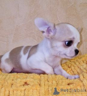 Photo №3. Cute Chihuahuas Available for Adoption in United States