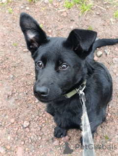 Photo №3. Very beautiful shepherd puppies are looking for a home. Russian Federation