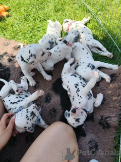 Photo №3. Male and female puppies available. Germany