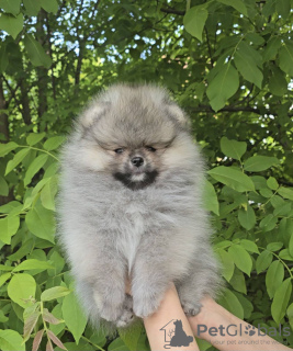 Photo №3. Pomeranian Spitz puppies. Serbia